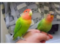 love-birds-jumbo-small-0