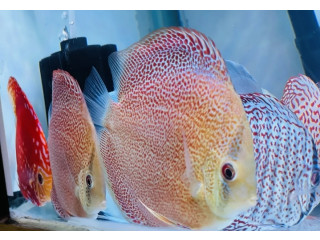 Spotted Meteor Eruption Discus for sale