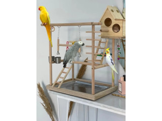 استاد ببغاوات parrot stand