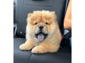 chow-chow-royal-small-0