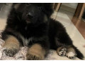 3-month-old-pure-male-german-shepherd-king-size-long-hair-small-0