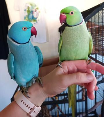 hand-fed-indian-ringneck-parakeets-available-big-0