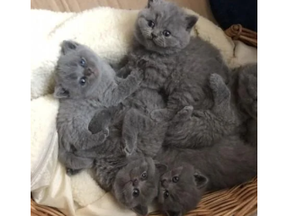 British shorthair Kittens For Sale
